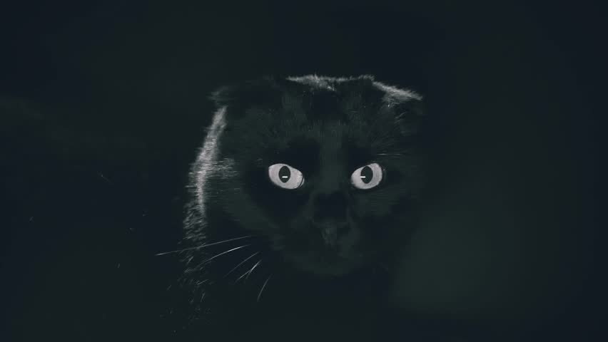 Black cat eyes.Witchcraft and magic atmosphere. halloween cat. Black cat look at flickering white light on a black background. 4k footage