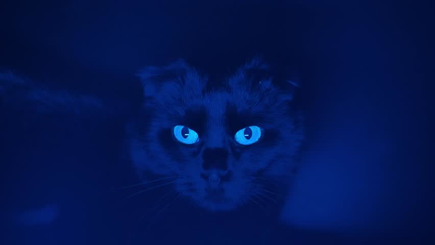 halloween cat. Black cat look at flickering white light in blue lighting. 4k footage
