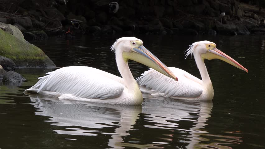 The great white pelican (Pelecanus onocrotalus) opens its mouth while swimming