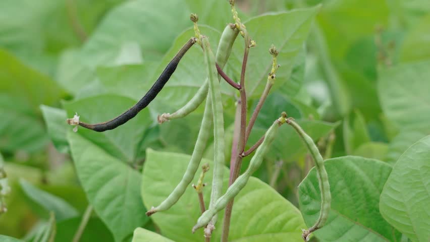 Mung bean pods, crop planting at the fields	