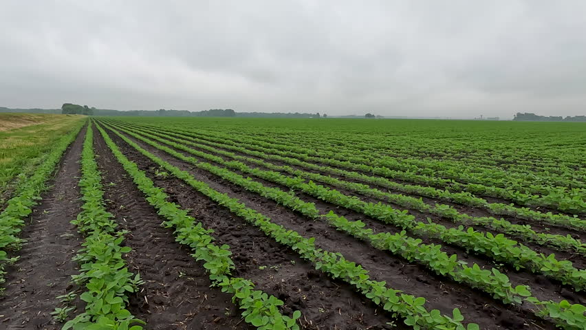 Rows of young soybean plants in a no-till agricultural field with fertile soil. Green leafy plants are set against a cloudy blue Summer sky. Captured in early June in the Midwest, USA.