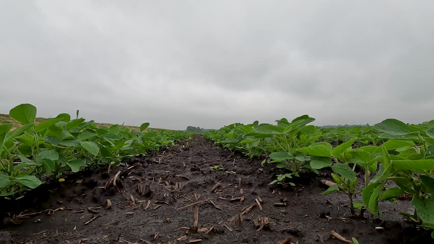 Rows of lush green young soybean plants in a no-till fertile agricultural field. Green leafy plants are set against a cloudy blue Summer sky. Captured in early June in the Midwest, USA.