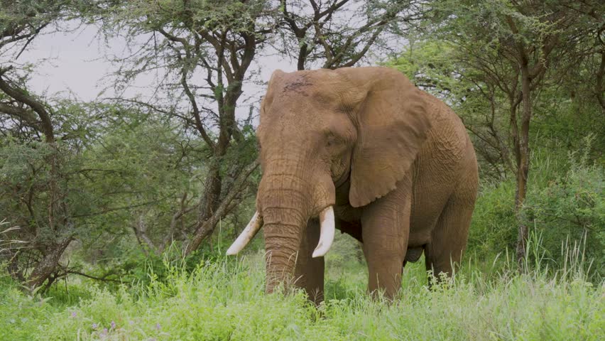 A medium Close-up of a massive bull elephant calmly grazing in thick vegetation in Amboseli, Kenya. A majestic wildlife moment showcasing raw African elephant