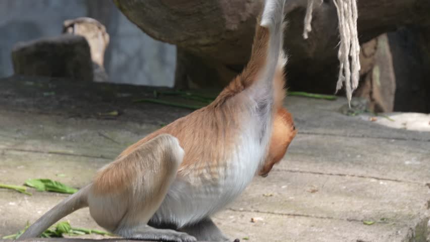 A proboscis monkey, Nasalis larvatus, with its distinctive long nose and reddish-brown fur, plays on a cement stage. Its energetic movements contrast with the man-made environment.