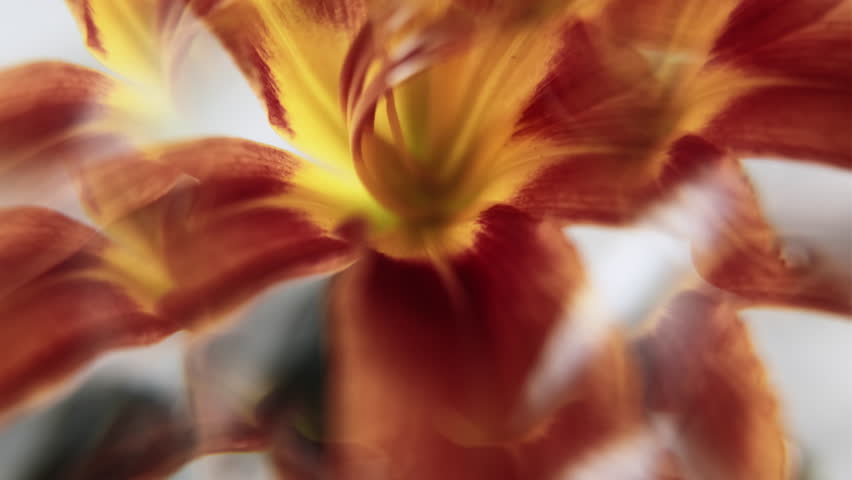 Nature art. Floral kaleidoscope. Defocused yellow red color lily flower petals lens flare bloom floating on abstract light background.