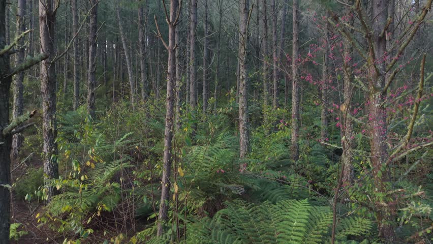 Aerial reveal shot of pine trees and ferns in New Zealand forest