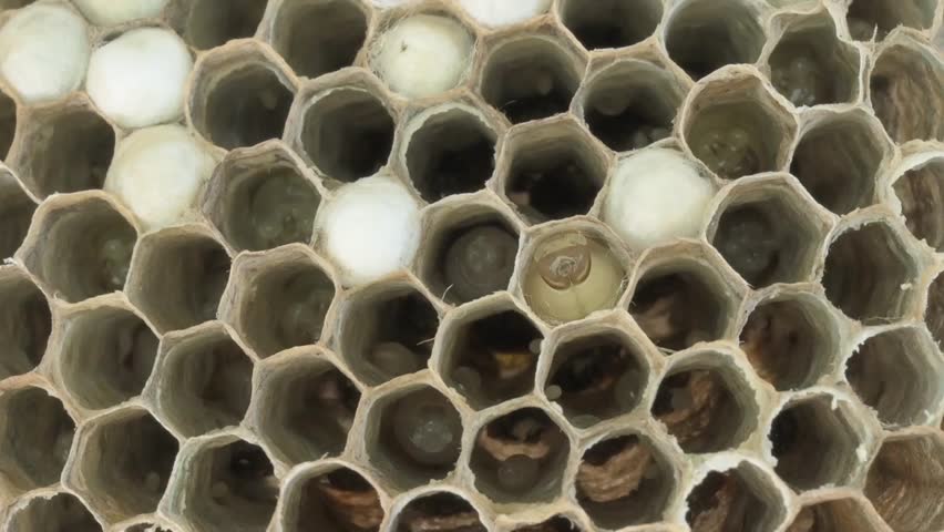 Wasp larva grows inside honeycomb cells, demonstrating insect life cycle