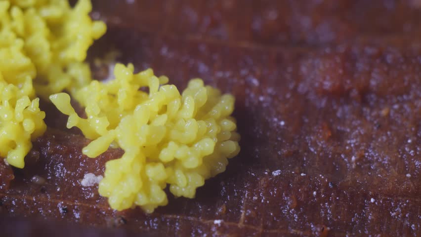 Yellow slime mold plasmodium pulsating motion over rotten wood