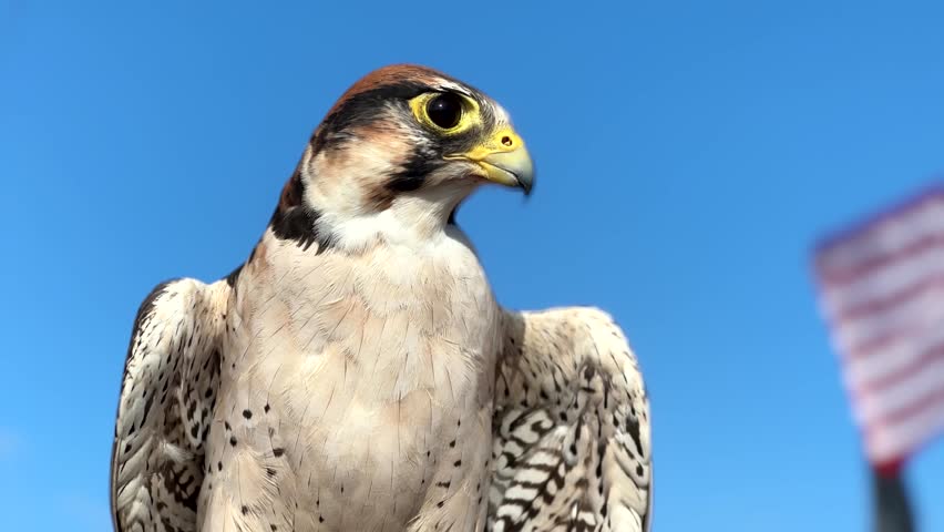 Majestic Falcon (Bird of Prey). Close Up Focus On Face, Body, And Wings. US Flag Waving On Blue Sky Background.