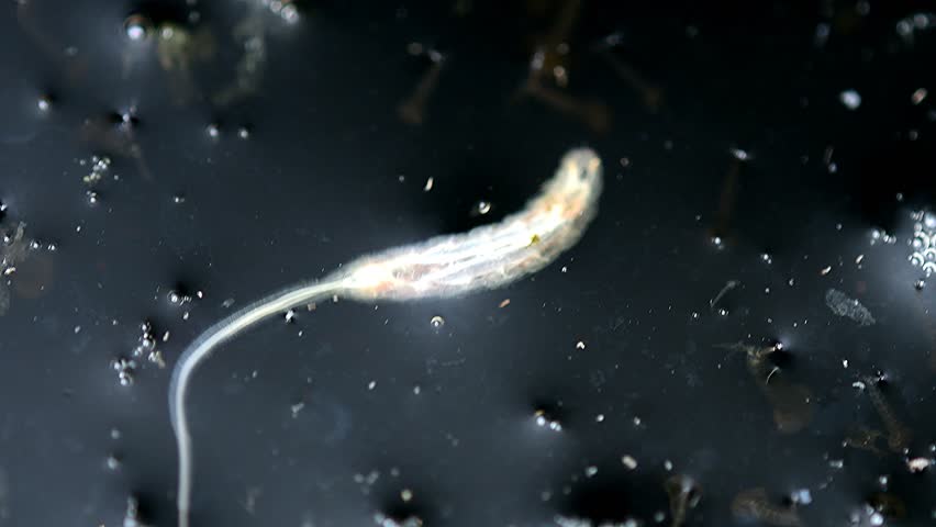 rat-tailed maggot, larva of the common drone fly in a bucket with stinging nettle manure 