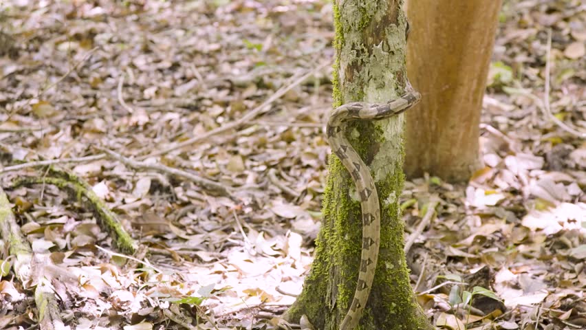 A boa constrictor wrapped tightly around a tree branch in its natural jungle habitat. Shot in daylight with shallow depth of field, showing detailed snake patterns and tropical environment.