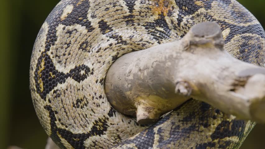 A boa constrictor wrapped tightly around a tree branch in its natural jungle habitat. Shot in daylight with shallow depth of field, showing detailed snake patterns and tropical environment.