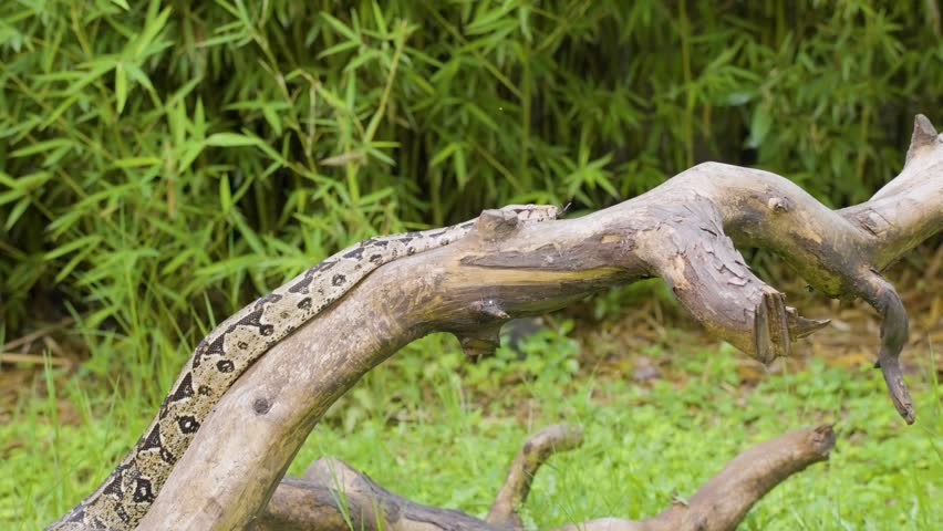 A boa constrictor wrapped tightly around a tree branch in its natural jungle habitat. Shot in daylight with shallow depth of field, showing detailed snake patterns and tropical environment.