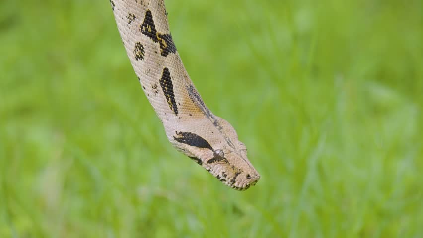 A boa constrictor wrapped tightly around a tree branch in its natural jungle habitat. Shot in daylight with shallow depth of field, showing detailed snake patterns and tropical environment.