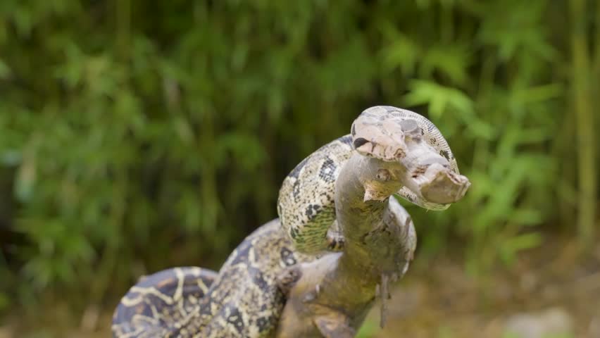 A boa constrictor wrapped tightly around a tree branch in its natural jungle habitat. Shot in daylight with shallow depth of field, showing detailed snake patterns and tropical environment.