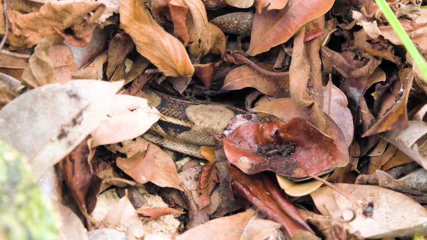 A boa constrictor wrapped tightly around a tree branch in its natural jungle habitat. Shot in daylight with shallow depth of field, showing detailed snake patterns and tropical environment.