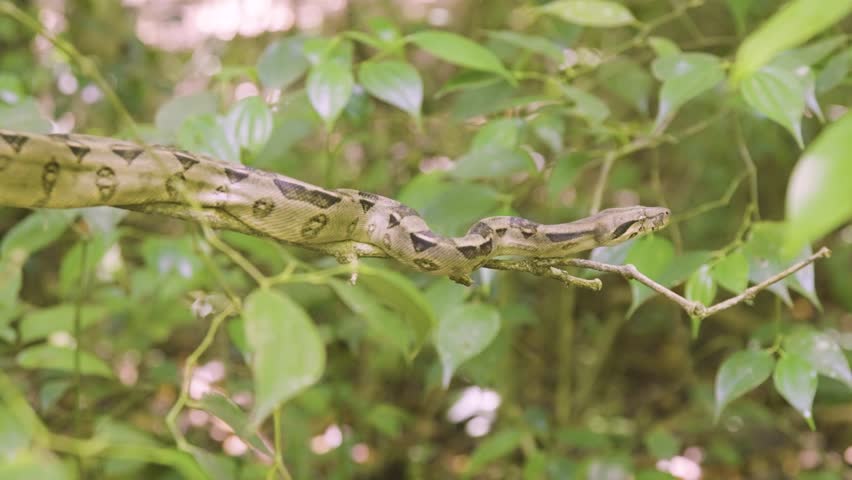 A boa constrictor wrapped tightly around a tree branch in its natural jungle habitat. Shot in daylight with shallow depth of field, showing detailed snake patterns and tropical environment.