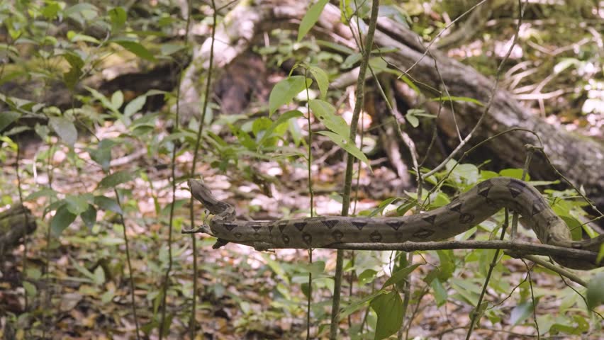 A boa constrictor wrapped tightly around a tree branch in its natural jungle habitat. Shot in daylight with shallow depth of field, showing detailed snake patterns and tropical environment.