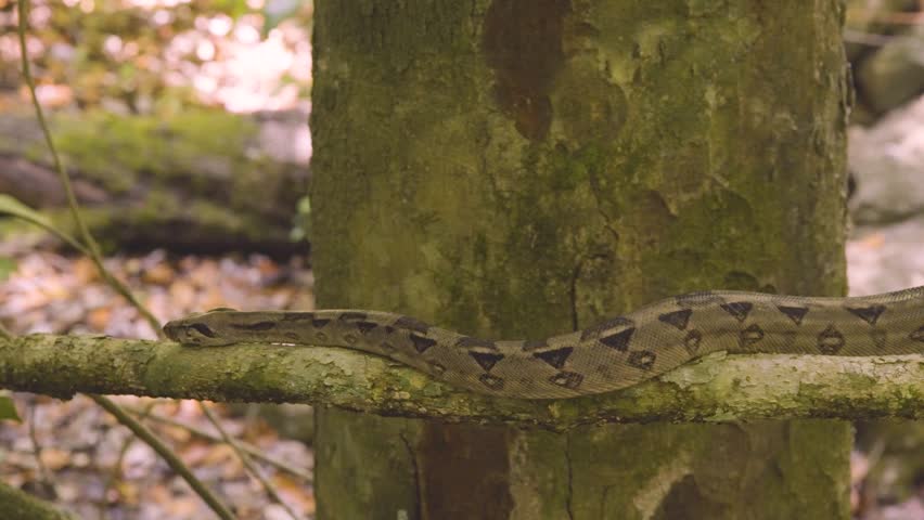 A boa constrictor wrapped tightly around a tree branch in its natural jungle habitat. Shot in daylight with shallow depth of field, showing detailed snake patterns and tropical environment.