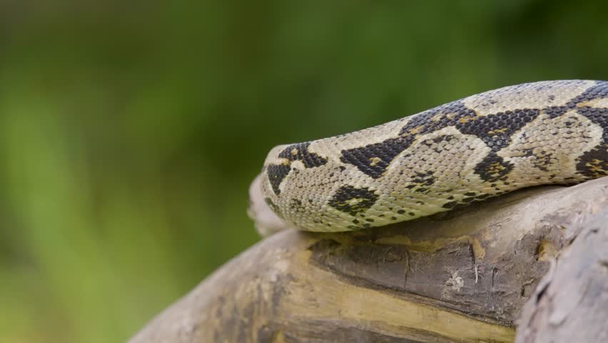 A boa constrictor wrapped tightly around a tree branch in its natural jungle habitat. Shot in daylight with shallow depth of field, showing detailed snake patterns and tropical environment.