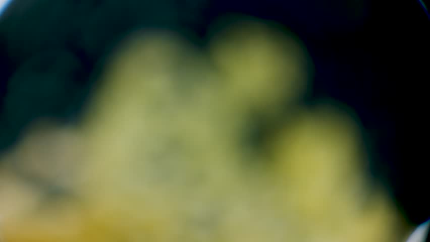 Slime mold plasmodium under microscope