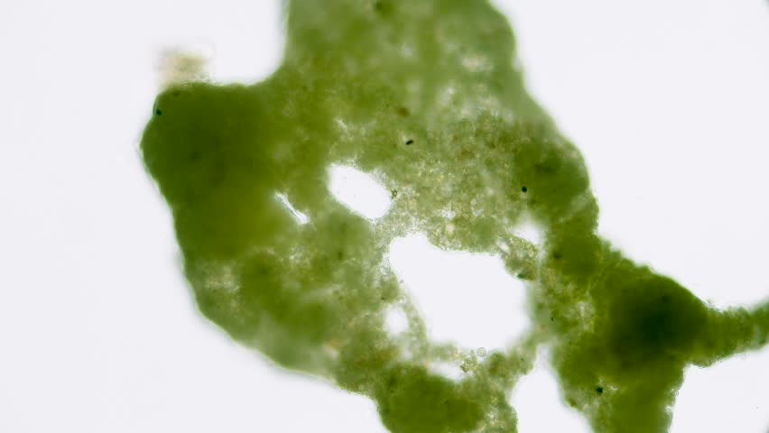 Slime mold plasmodium under microscope with internal flow visible