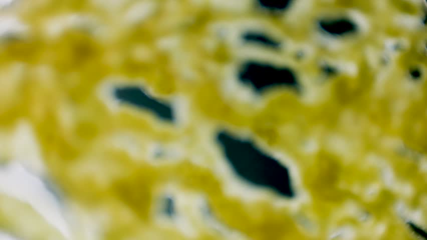 Slime mold plasmodium under microscope