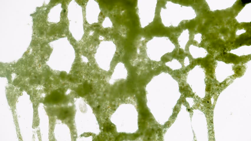 Slime mold plasmodium under microscope with internal flow visible