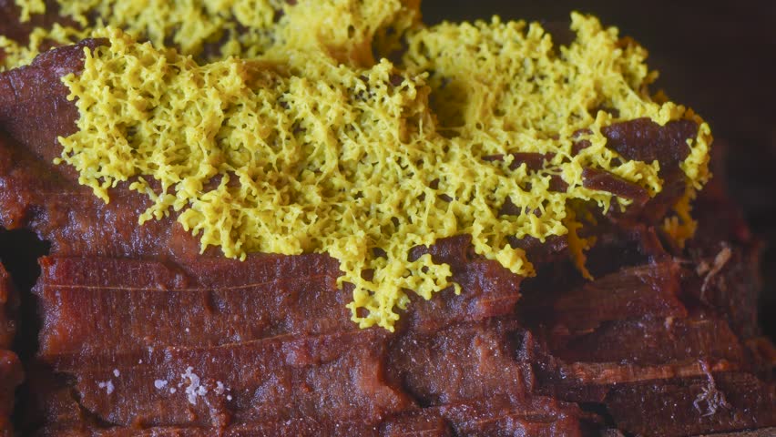 Yellow slime mold plasmodium pulsating motion over rotten wood