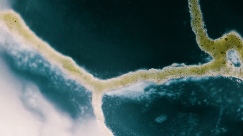 Slime mold plasmodium under microscope with internal flow visible