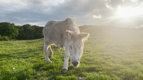 A close up of a beautiful gray donkey with long hair on a green grass field with a forest in the background at golden hour. - Powered by Shutterstock - Get 15% off with code: PIKWIZARD15