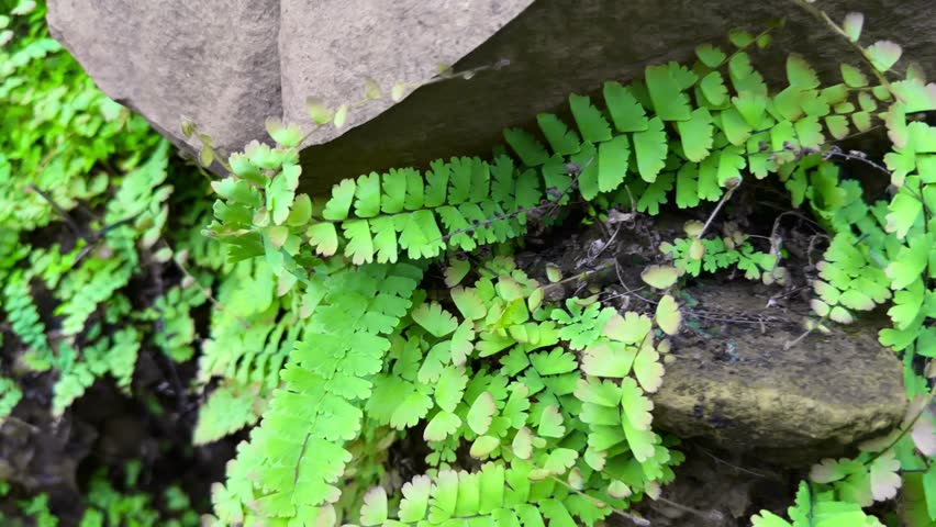 Tracking shot of Maidenhair Fern, or Adiantum capillus veneris, also known as the Southern Maidenhair Fern or Venus Maidenhair Fern growing in the nature after the rain