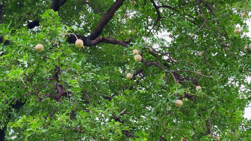 Closeup of "sour wood apple" also known as the fruit of the Limonia acidissima tree, or simply a wood apple, kaitha, elephant apple, or monkey fruit. The fruit has a hard, and woody