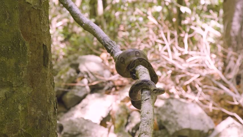 A boa constrictor wrapped tightly around a tree branch in its natural jungle habitat. Shot in daylight with shallow depth of field, showing detailed snake patterns and tropical environment.