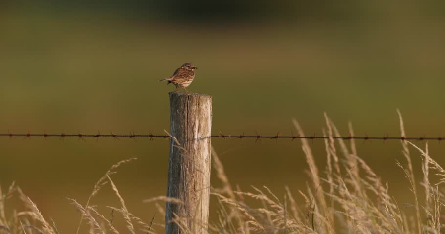 Couple of pied flycatcher birds meet and interact on fence, slo-mo