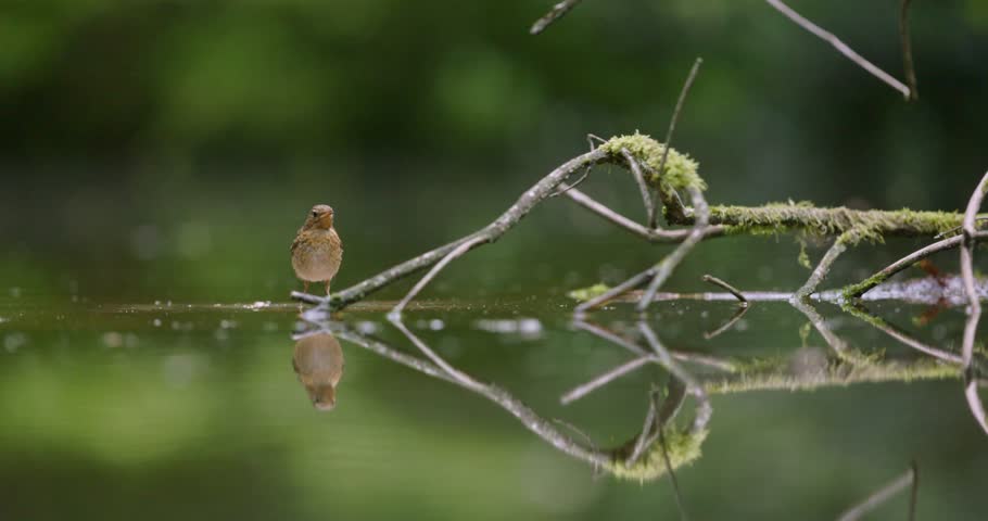 Young robin bird flies away from tree branch reflected in water, slomo