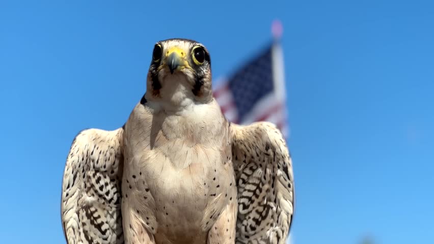 Beautiful Falcon (Bird of Prey) Isolated on a blue sky background. Patriotic Flag of the USA waving in the back.
