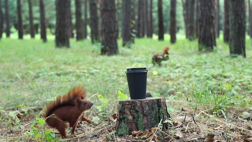 Alert squirrel cautiously approaches black plastic bucket positioned on wooden platform in forest environment showing natural curiosity and investigative behavior toward human objects