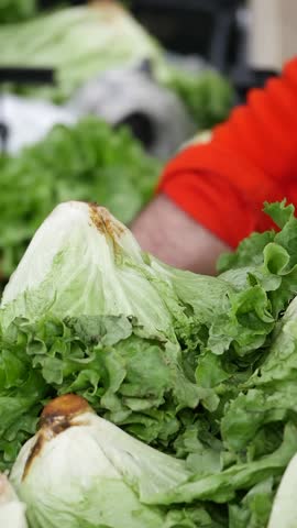 Fresh lettuce harvesting in a local market in the morning