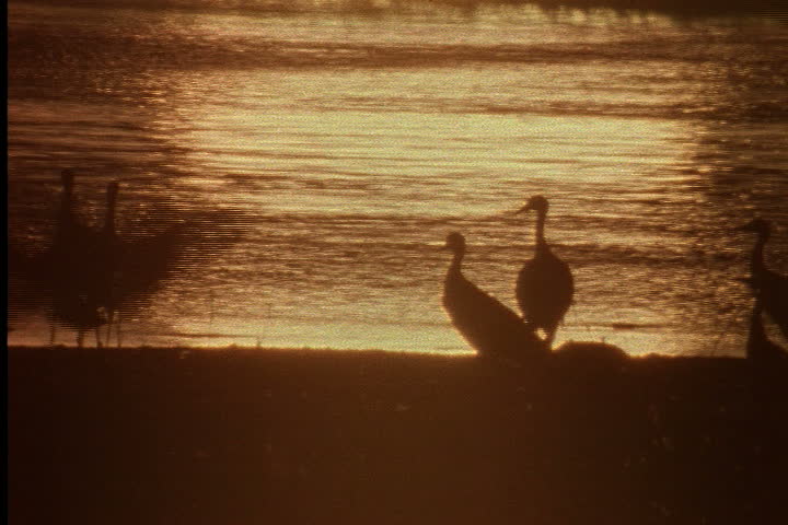 NEBRASKA - CIRCA JUNE 1996: Sepia tone silhouettes of Sandhill cranes land in river bed at dawn,
