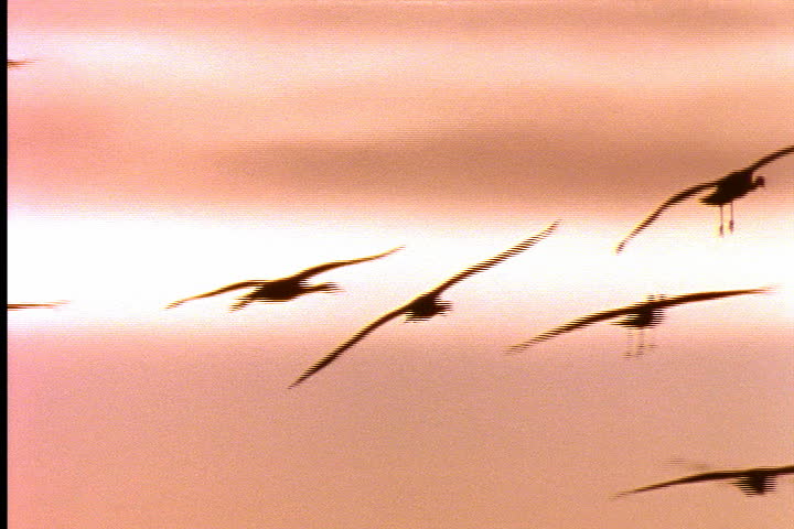 NEBRASKA - CIRCA JUNE 1996: Sandhill cranes in silhouette fly across the sky and land in river bed at dawn.
