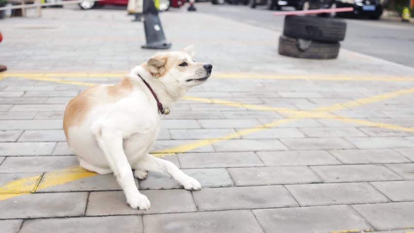Homeless stray dog itches on the pavement on a warm day in the sun, a bell hangs on the animal