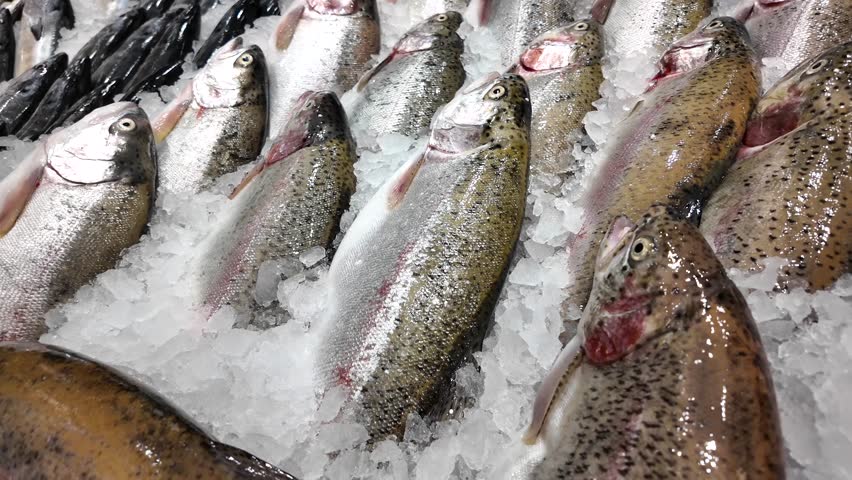 Fresh trout displayed on ice at a market in the morning hours