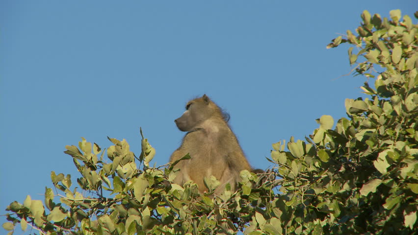 A male baboon keeping watch over the troop from the tree tops