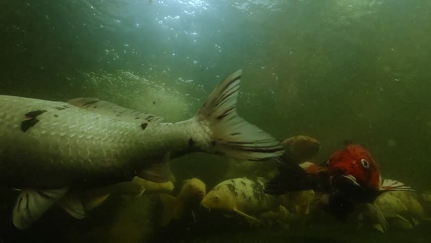Two red, white, and black koi carps swim side by side in a pond, displaying their contrasting patterns and synchronized movements. Check my portfolio for more koi footage.