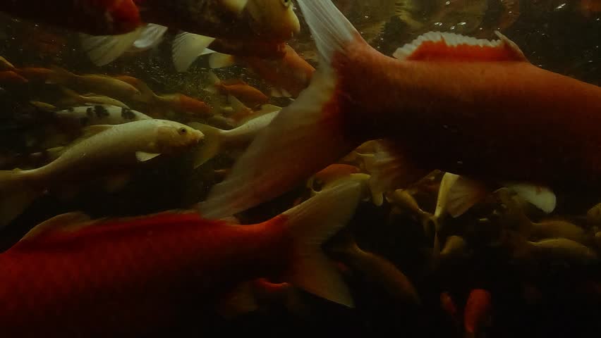 Tangled group of koi – Cyprinus rubrofuscus – swimming closely in a pond, with two larger individuals emerging from the mass. Check my portfolio for more koi footage.