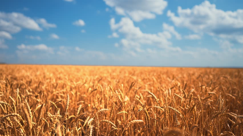 Soft rustling sound of wheat creates peaceful melody, inspiration by nature in country. Serene landscape radiates warmth and abundance, embodying the quiet beauty of the countryside at harvest time