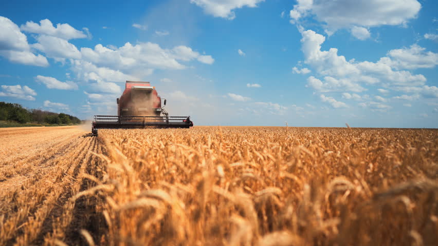 Agricultural technology harvesting wheat crops in country fields in summer day. Harvest season, modern agribusiness and innovations in agronomy, producing cereals within ecological farming areas