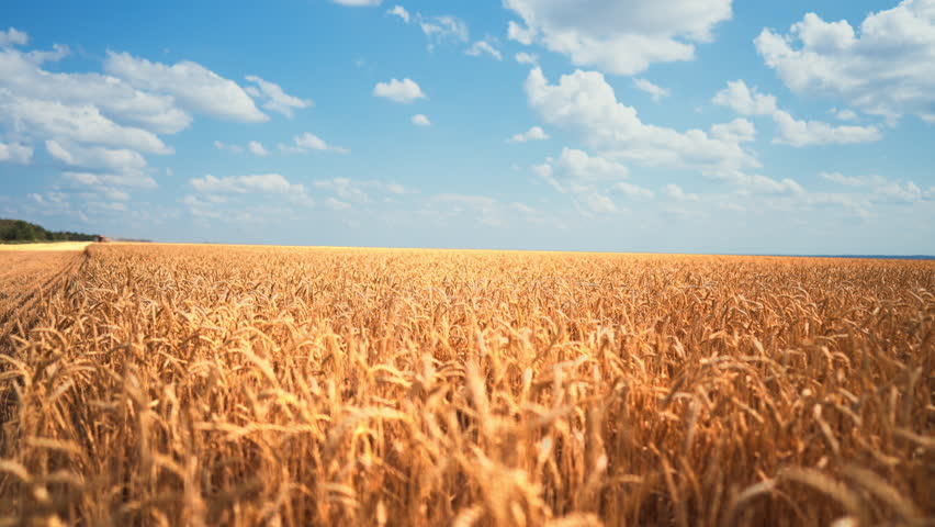 Breathtaking rural landscape with golden wheat fields in summer day, slow motion . Admiring picturesque endless farmland with ripe cereals, harvest season in agricultural region, sky and cloudscape