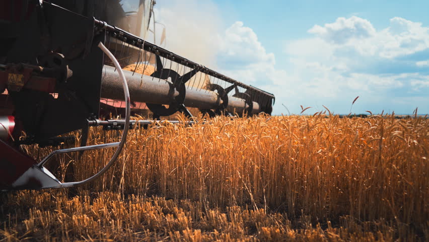 Harvest season in farmland, combine mowing golden rye or barley in field. Agribusiness and agriculture, modern innovations in agronomy, growing cereals for food industry, eco-friendly farming